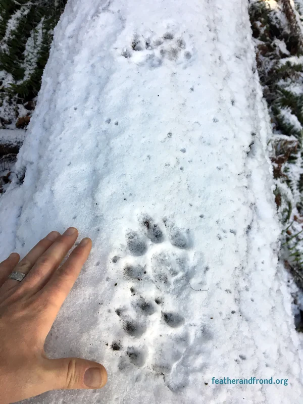 This guy has to use his claws a lot in this slippery snow! Look at the beautiful definition of the lobes on the heel pads. Are these track from the Left or right side of the body? Which is a front and which is a hind?