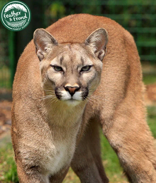 Puma concolor... FIERCE
