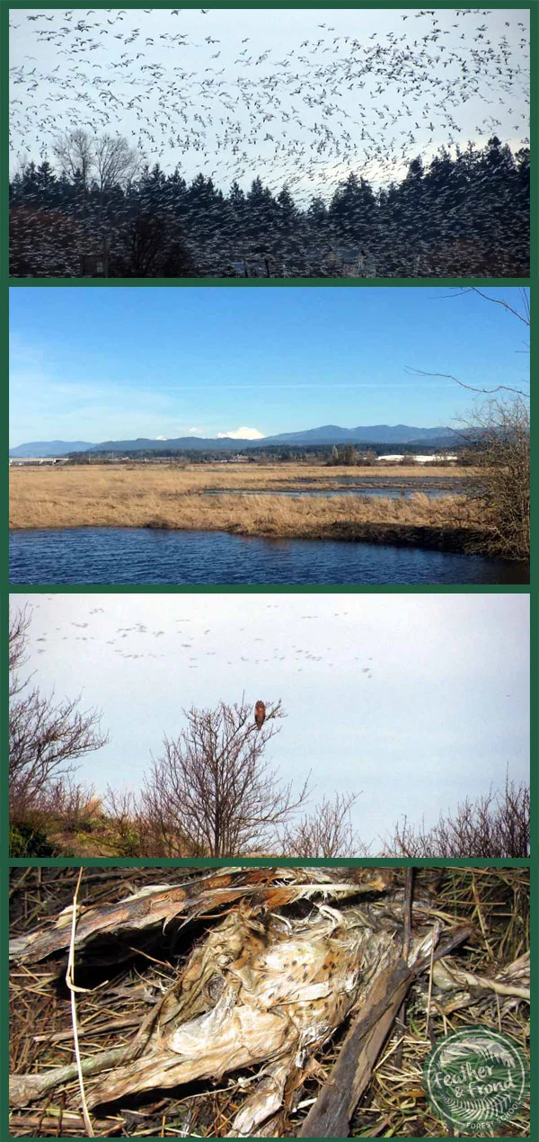 Many Snow Geese take flight, Kulshan in the distance, a Long-eared Owl about to go hunting, and a Barn Owl that didn't survive the winter...