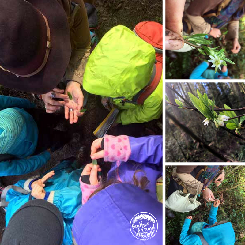 Exploring and tasting Young Indian Plum Leaves