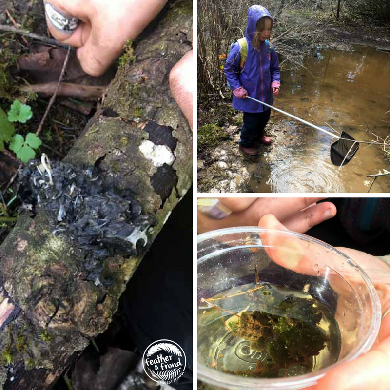 Left: Owl Pellet full of rodent bones, top right: exploring vernal pools, bottom right: small eggs in mat-like mass amongst algae