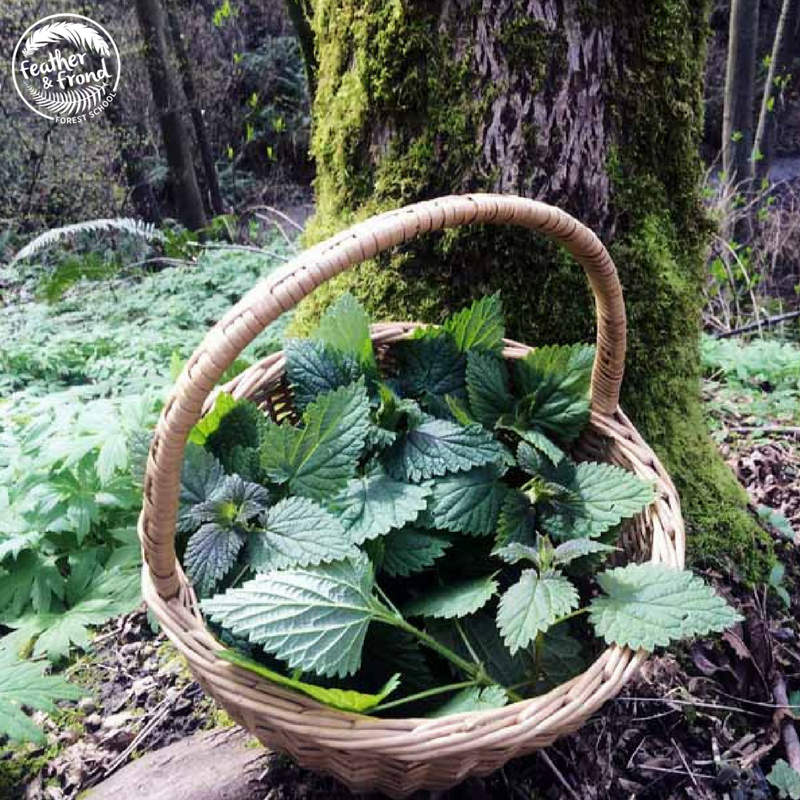 Gratitude for the Abundance of Nettles that grow in the PNW!