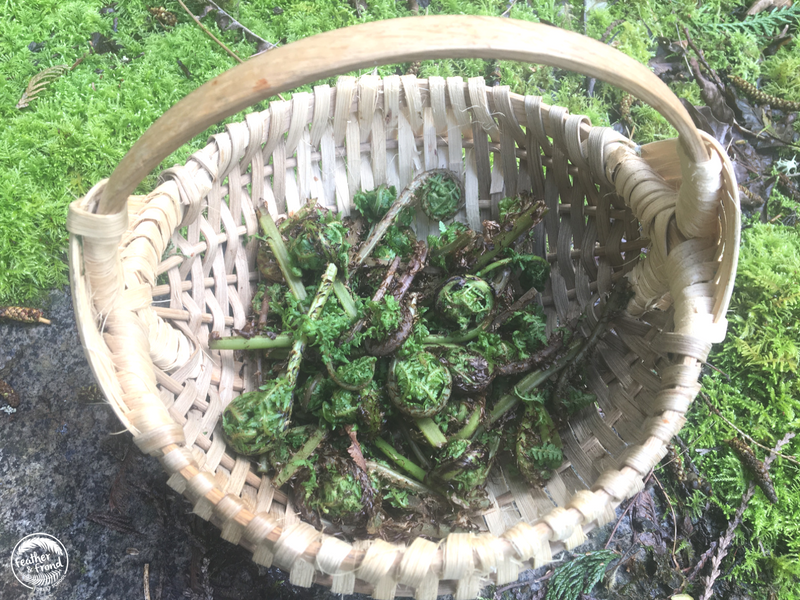 Thanks, Lady Ferns, for your delicious fiddleheads!