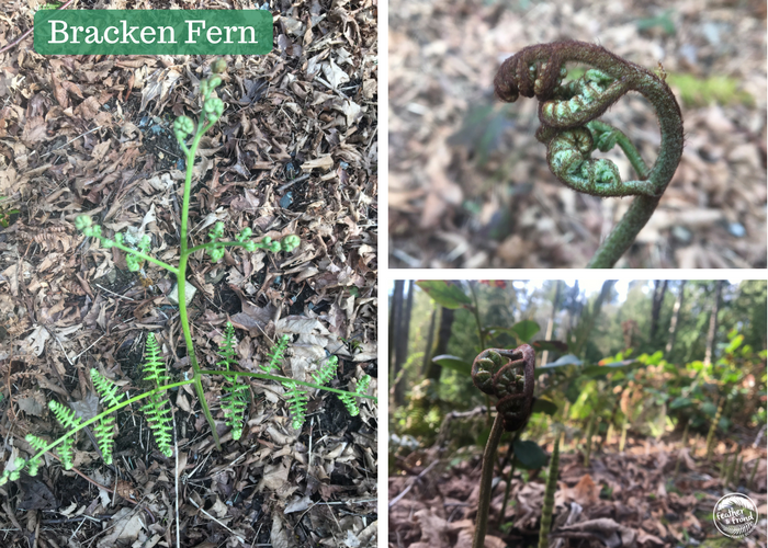 The controversial Bracken Fern. . .