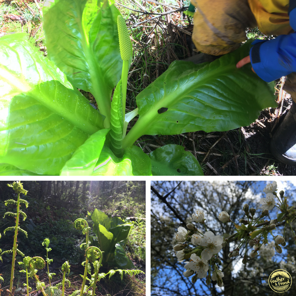 Stinky Skunk Cabbage, Lady Fern fiddleheads, and Cherry Blossoms!!