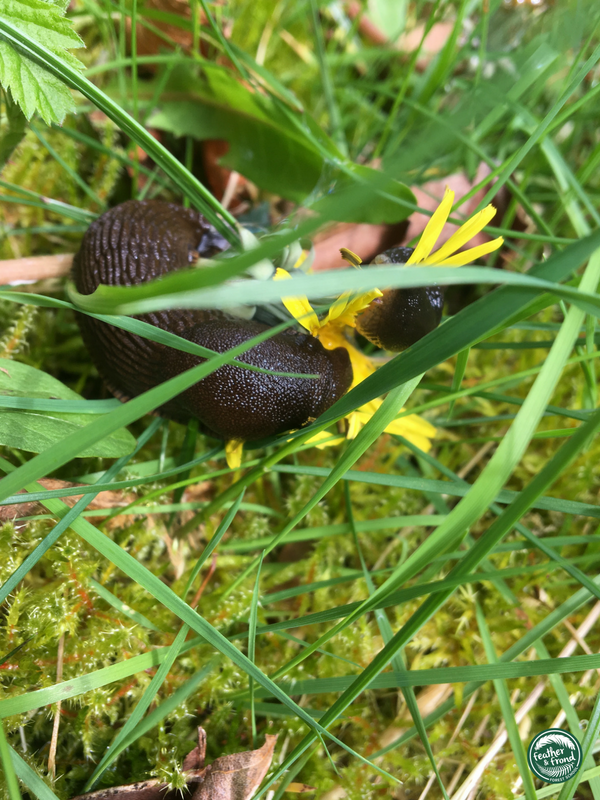 Even slugs appreciate dandelions...