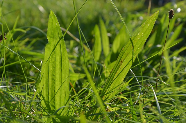 NarrowLeaf Plantain ( Plantago lanceolata ) can be used in the same way as BroadLeaf Plantain