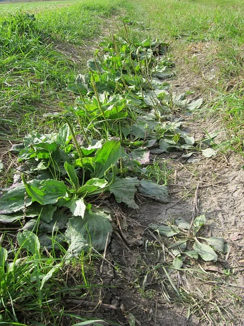 Plantain can often be found growing on lawns and fields, along roadsides, and in areas that have been disturbed by humans. It seems to thrive in compacted soils.