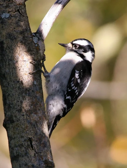 Female Downy Woodpecker
