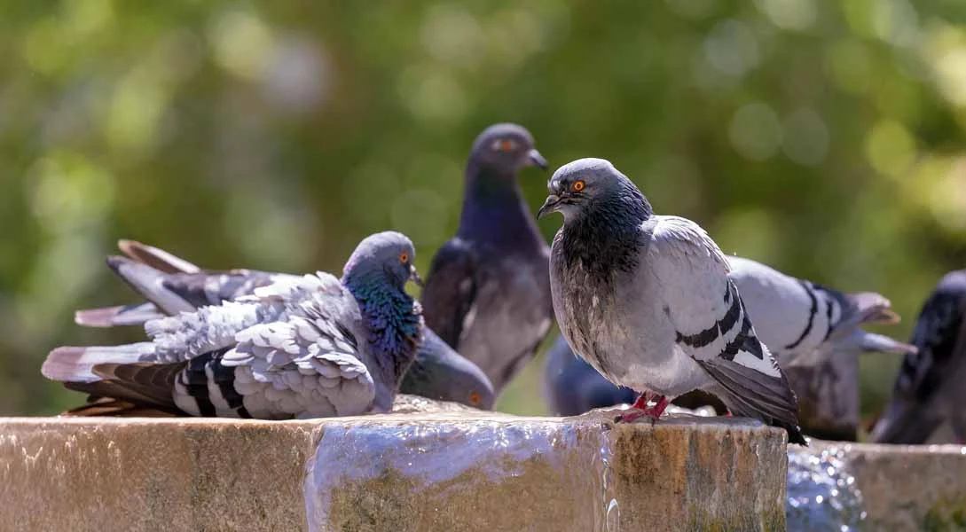 These pigeons are looking pretty relaxed, don't you think?