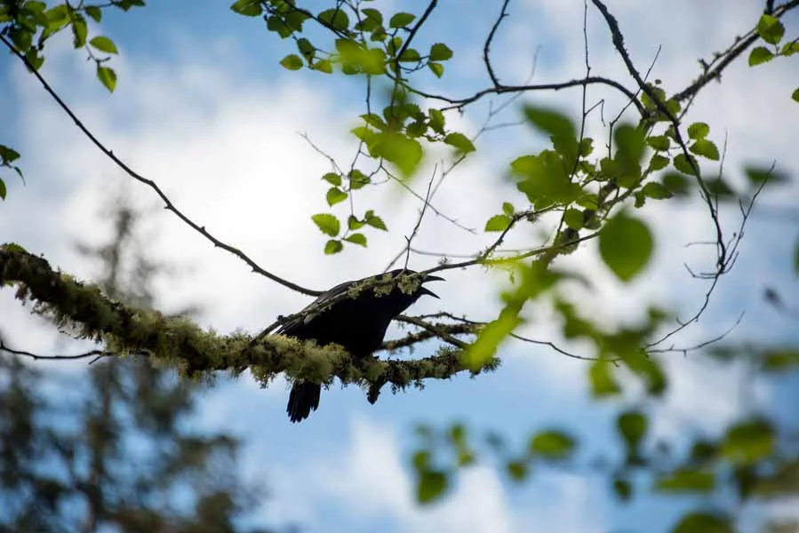 A Crow Calling