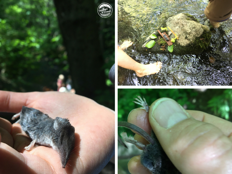 Examining a deceased shrew and making a resting grounds for him on the river