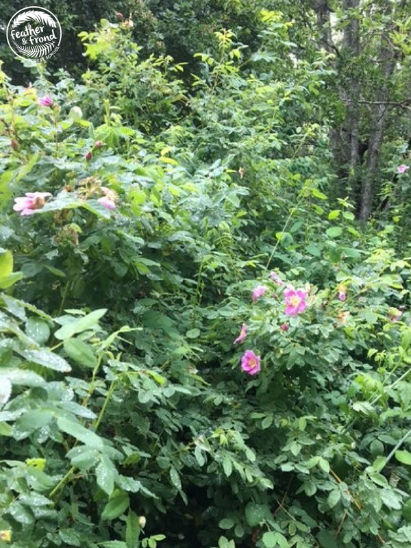 So many rose bushes in Fairhaven Park!