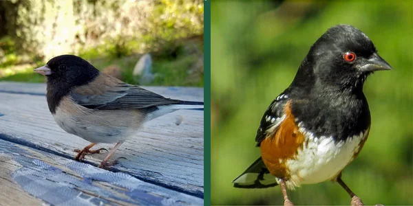 It's likely that you've triggered A Junco or Towhee "Bird Plow", "Hook" or "popcorn" at some point! We all have!