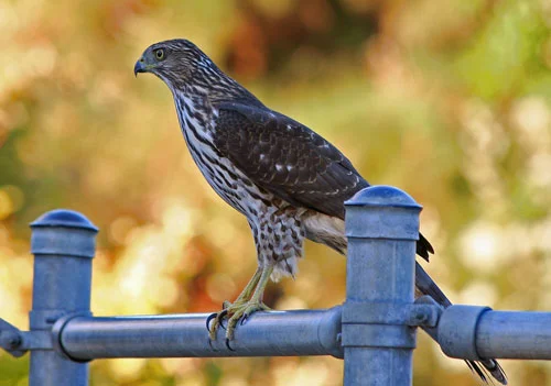 Is it eerily silent in the forest? Perhaps the presence of this Cooper's Hawk is the reason why!