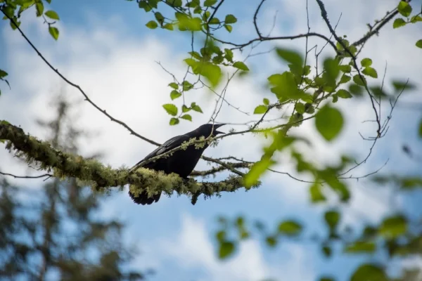 Pay attention to the voices of the crows, they reveal the stories of the forest!