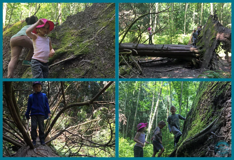 This amazing fallen Cedar tree was a magnet for the children to play and let it rip after focusing with their knives.