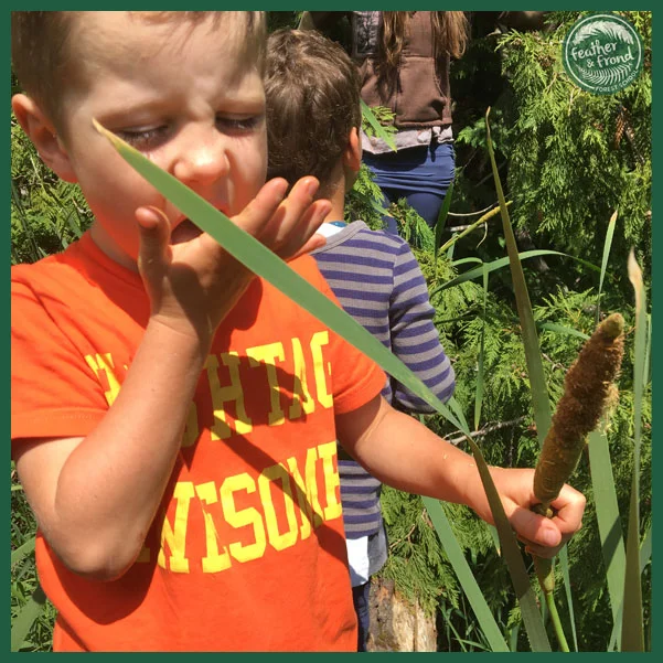Cattail Pollen... YUM!