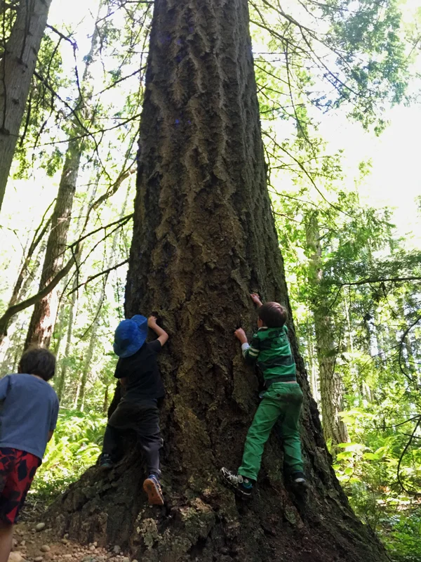 WW_7-12-tree-climb.jpg