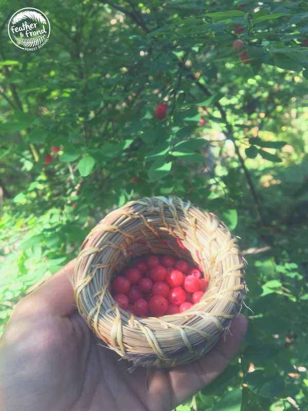 red Huckleberry abundance!