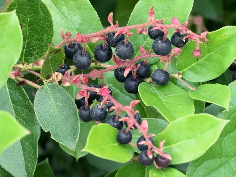 Salal Berries!