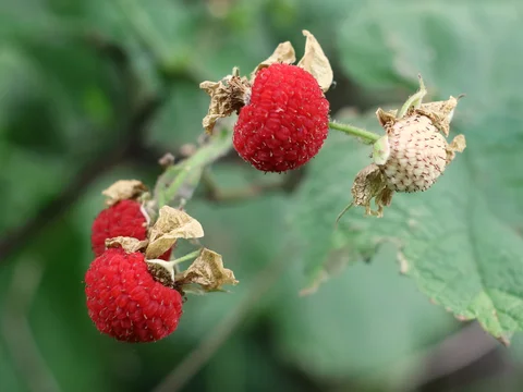 Delicious thimbleberries... pat's favorite!