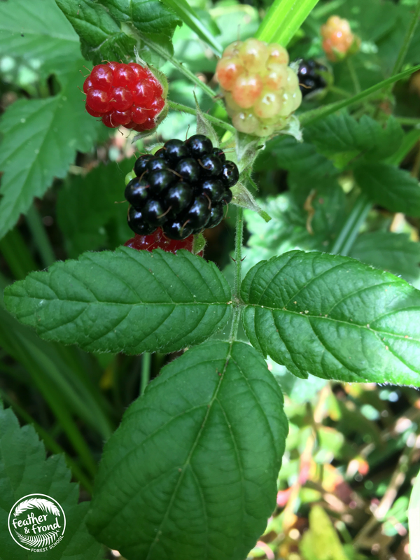Trailing Blackberries!