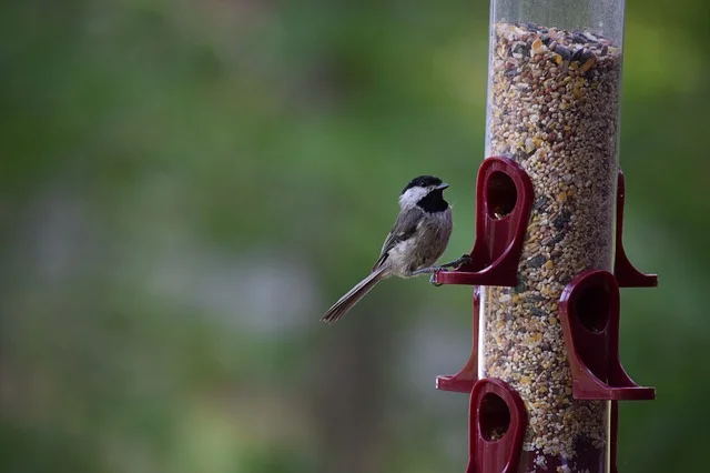 bird-2149718_640.jpg