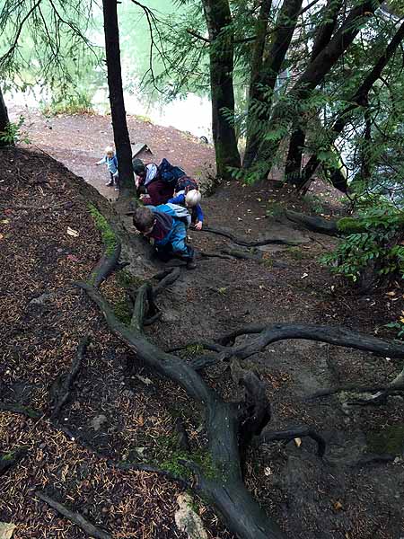 Using tree roots and strong leg muscles to climb