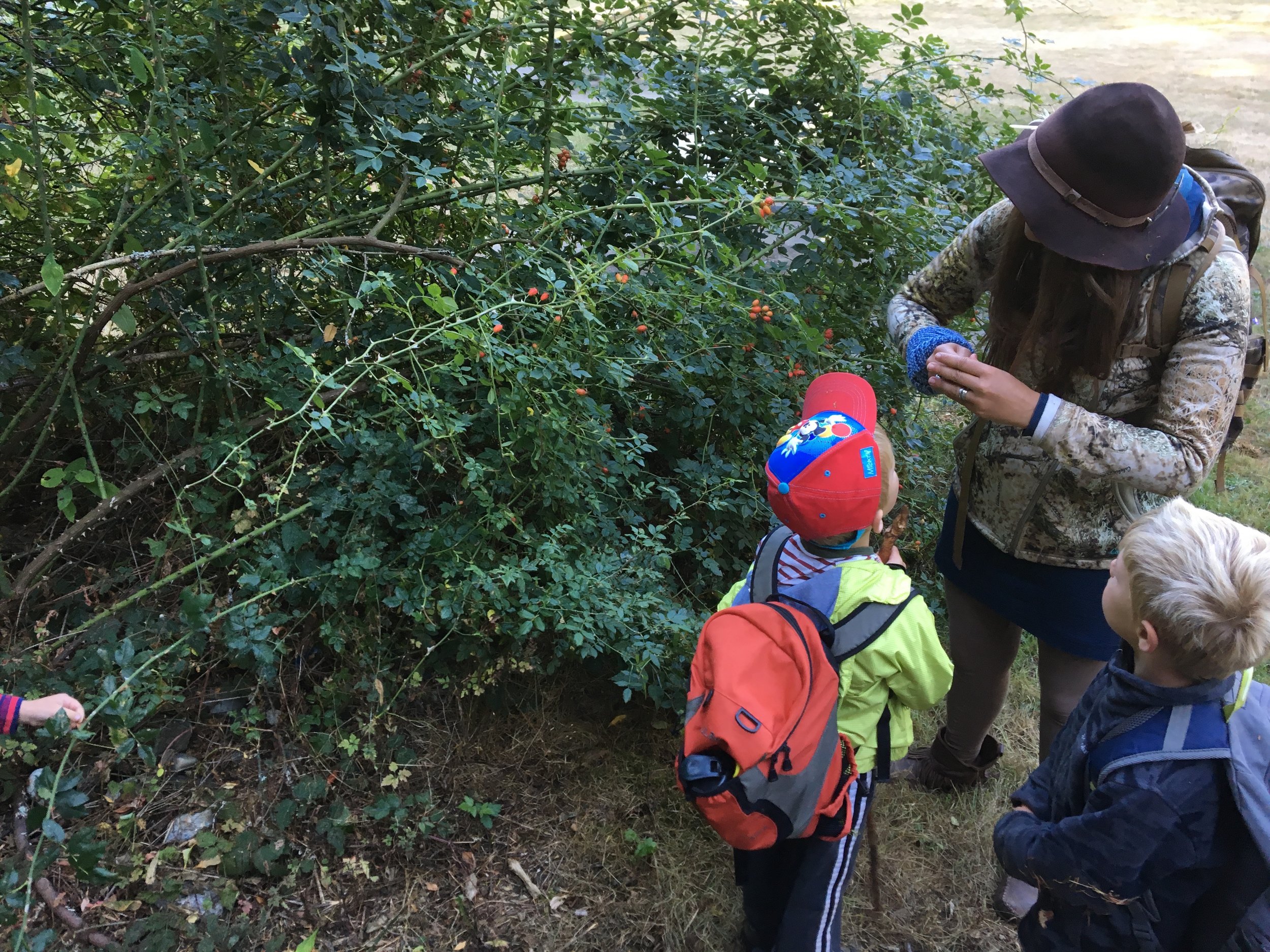 Exploring Rose hips