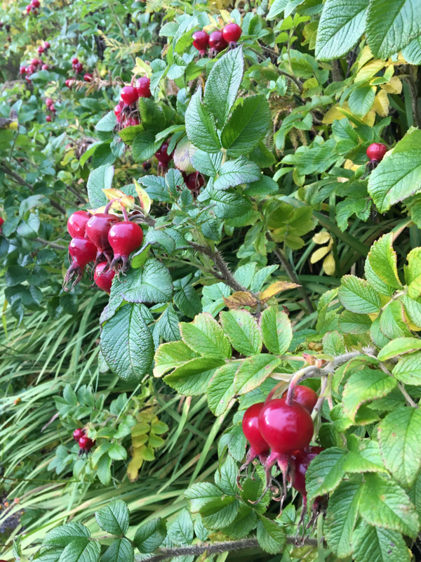 Check out these Big Beautiful Rose Hips that were growing at the B&B we stayed at in Beaufort!