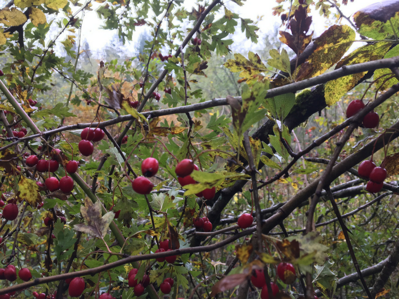 Hawthorn Berries!