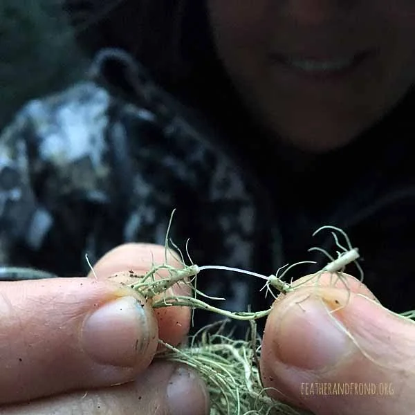 THis ThiN White Inner "Thread" is a DistinguishINg Feature of USnea.