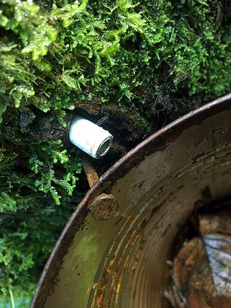 An abandoned Maple syrup tap that we found in the park!