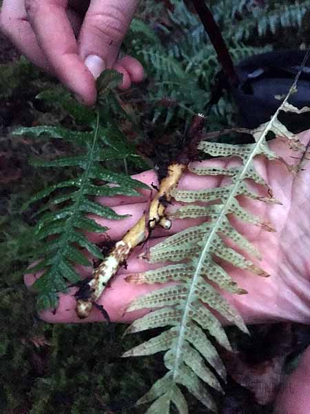 Licorice Fern root!