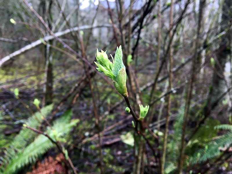 Indian Plum leafing out!