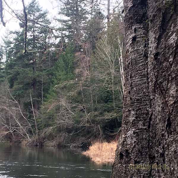 Can you spot the Heron that looks like an Owl?