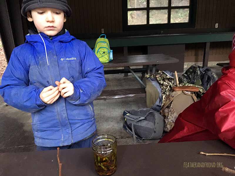 Olive oil infused with Cottonwood buds