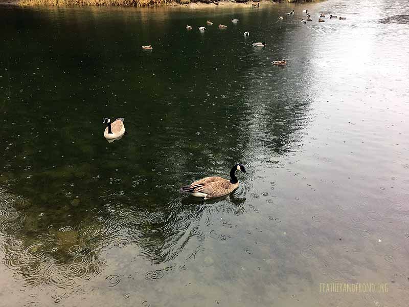 Our Geese friends at the pond..