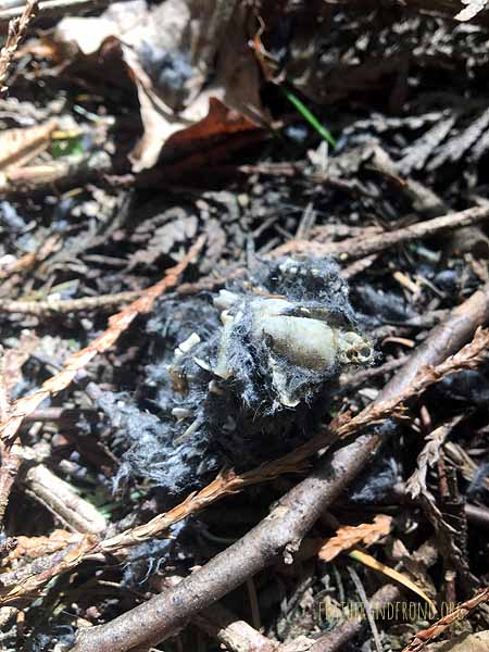 What kind of bones did Owl spit up?