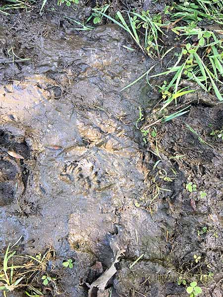 Check out those little tracks!