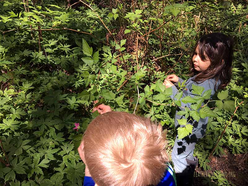 Harvesting Salmonberry flowers