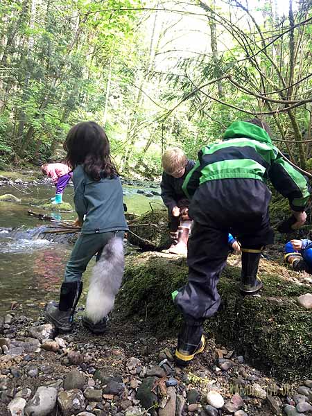 The Fox Walkers love building dams on the creek!