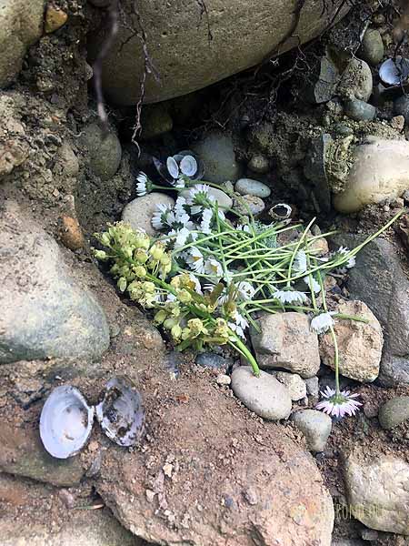 An offering for the faeries...