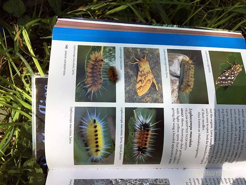 Caterpillar ID