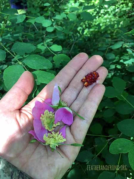 Mmm.. Salmonberry & Rose!!
