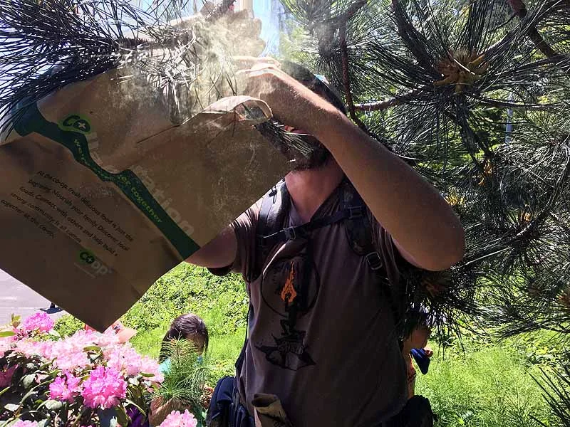 Collecting Pine pollen