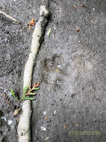 We found some great coyote tracks at a new spot!