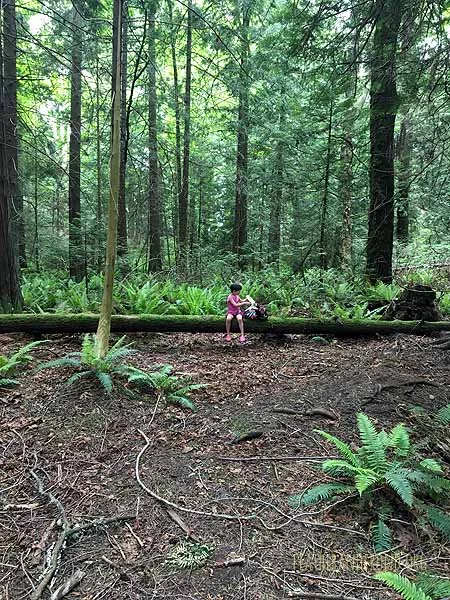 SOTD-FoxWalkers-Week30-31-Whatcom-06.jpg