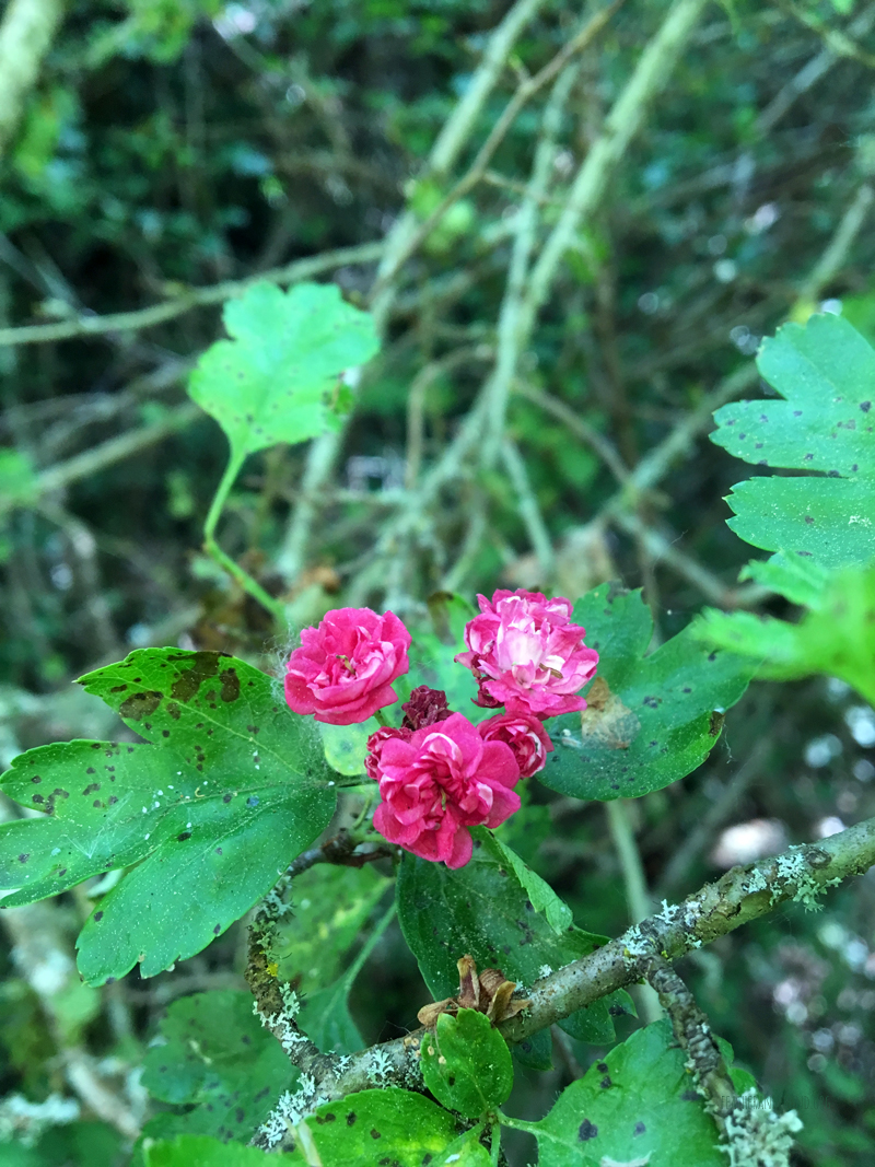 FoxWalkers-Fairhaven-Week32+33-05.jpg